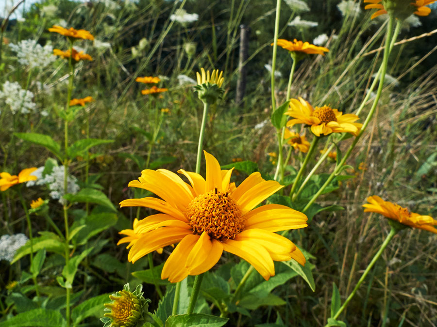 blumen aus eden in ihrer sommer blüten pracht // flowers from eden in their splendour