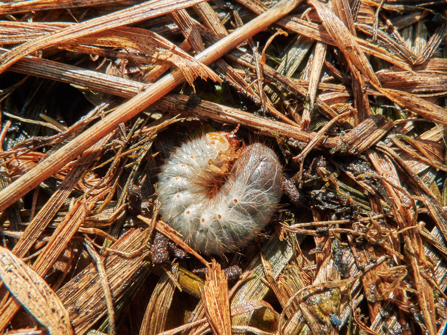 beim umgraben des kompost kam ein ein engerling zum vorschein // while digging up the compost, a grub appeared