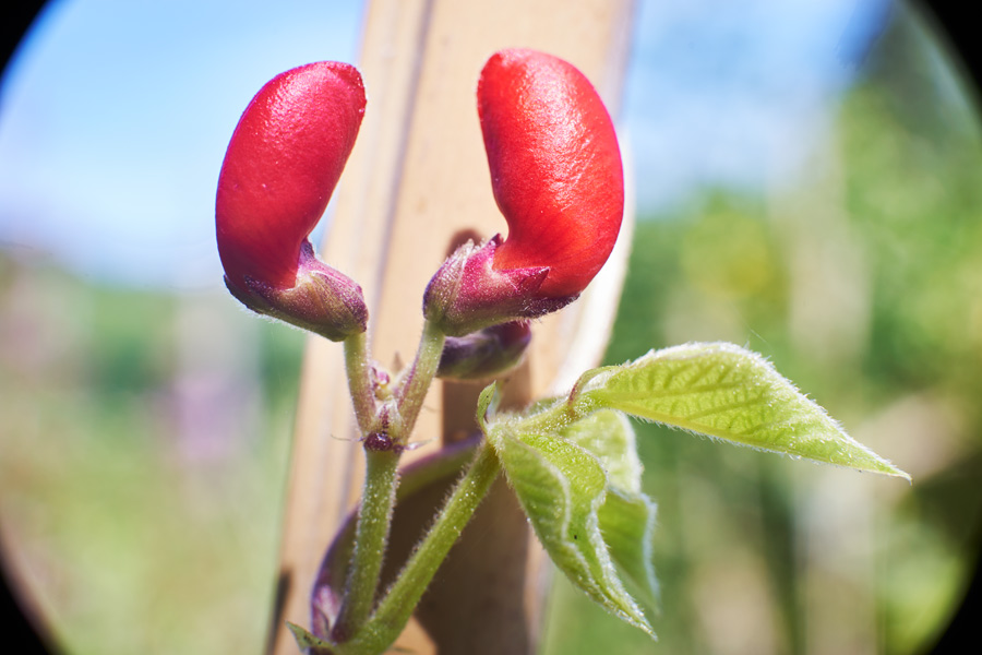 feuerbohnen vor der blüte // fire beans before flowering