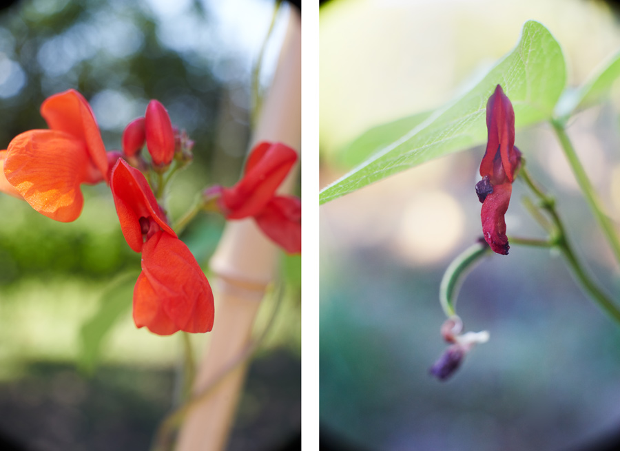 feuerbohnen in der blüte // fire beans in bloom