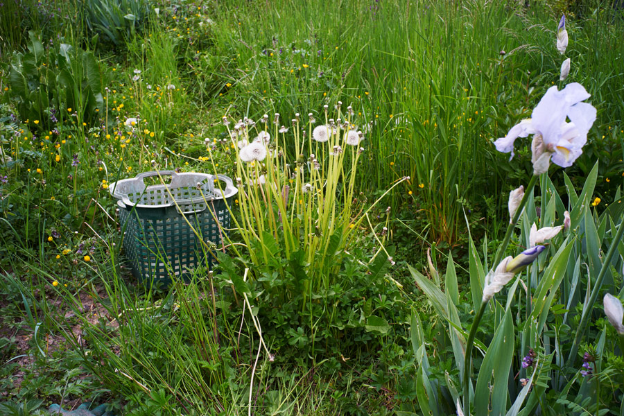 mächtiger löwenzahn // mighty dandelion