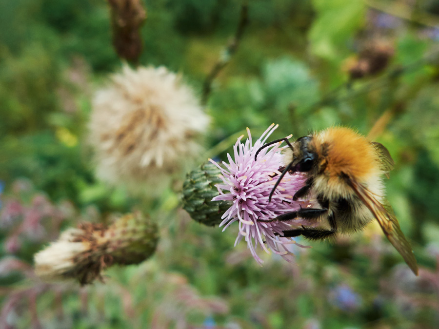 eine wildbiene labt sich an der blüte einer distel  // a wild bee feasts on the blossom of a thistle