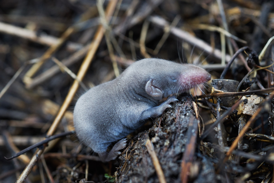 eine babymaus / a baby mouse